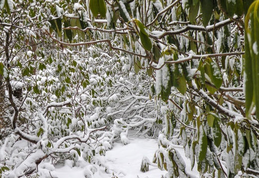 Snow on the Rough Trail